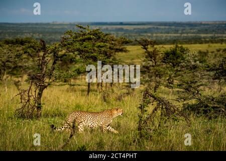 Cheetah (Achinonyx jubatus), visto sulla fauna selvatica africana safari vacanza in Kenya, Africa Foto Stock