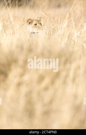 Una leonessa stalks prey in erba lunga nel parco nazionale di Chobe, Botswana. Foto Stock
