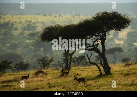 Impala sotto gli alberi di Acacia all'alba a El Karama Ranch, Laikipia County, Kenya Foto Stock