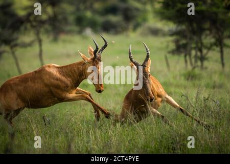 Hartebeest (Alcelaphus buselaphus aka Kongoni) al Ranch El Karama, nella contea di Laikipia, Kenya Foto Stock