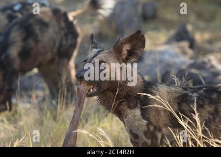 Caccia al cane selvaggio africano o al lupo dipinto nel Parco Nazionale di Chobe, Botswana. Foto Stock