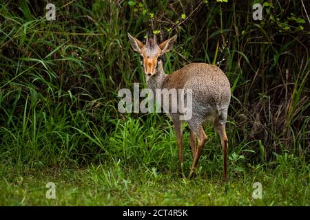 Dik-dik (Madoqua kirkii) al Ranch El Karama, nella contea di Laikipia, Kenya Foto Stock