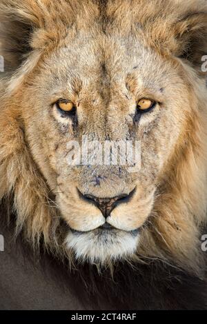 Un primo piano di un leone maschile dominante in Khwai, Botswana. Foto Stock