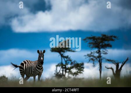 Zebra (Equus quagga) al Ranch El Karama, nella contea di Laikipia, Kenya Foto Stock