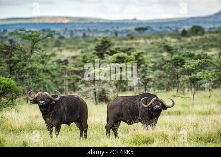 Bufalo africano (Syncerus caffer aka Cape Buffalo) al Ranch El Karama, Laikipia County, Kenya Foto Stock