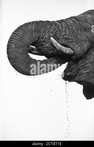 Immagine chiave di un elefante che beve in Botswana. Foto Stock