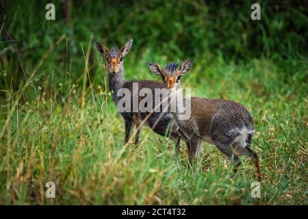 Dik-dik (Madoqua kirkii) al Ranch Sosian, Laikipia County, Kenya Foto Stock