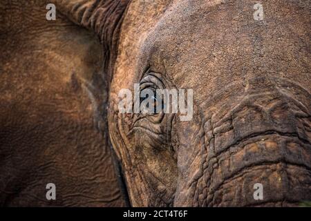 L'elefante africano (Loxodonta africana), dettaglio dell'occhio, in una vacanza safari africana in Kenya, Africa Foto Stock