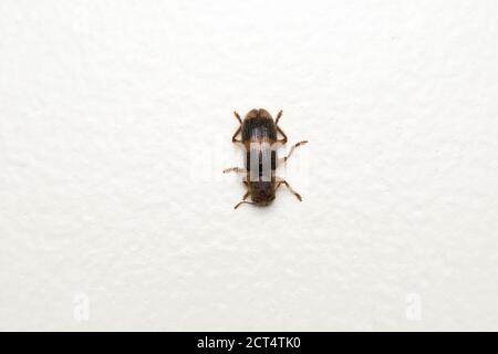 Checkerd beetle dorsal, Thanasimus dubius, Satara, Maharashtra, India Foto Stock