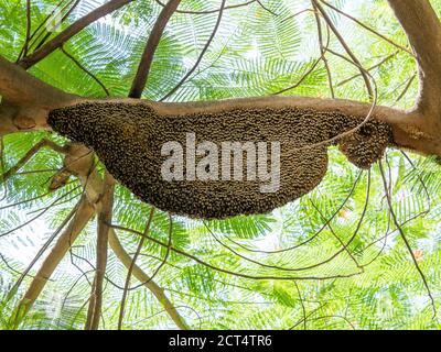 Primo piano enorme Beehive di Miele Giganti su Tree Branch Foto Stock