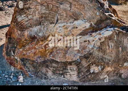 Rocce a Escalante foresta pietrificata del Parco Statale di Altopiano del Colorado, Utah, Stati Uniti d'America Foto Stock