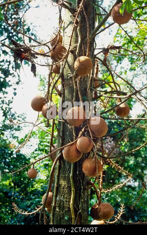 Albero di Cannonball, Couloupita guianensis, frutta appesa su albero, Malesia Foto Stock