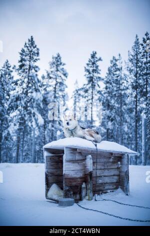 Il cane Husky in attesa di andare in slitta con il cane Husky nel suo allevamento nel freddo inverno neve coperto paesaggio, Torassieppi, Lappland, Finlandia Foto Stock