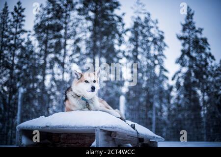Il cane Husky in attesa di andare in slitta con il cane Husky nel suo allevamento nel freddo inverno neve coperto paesaggio, Torassieppi, Lappland, Finlandia Foto Stock