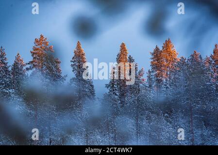 Luce del sole che colpisce la cima di alberi ricoperti di neve in uno splendido paesaggio e foresta invernale a Yllasjarvi, Lapponia, Circolo polare Artico, Finlandia, Europa Foto Stock