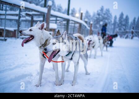 Gli Husky sono entusiasti di vivere un'avventura in slitta trainata da cani da Husky nel paesaggio invernale coperto di neve fredda, Torassieppi, Lappland, Finlandia Foto Stock