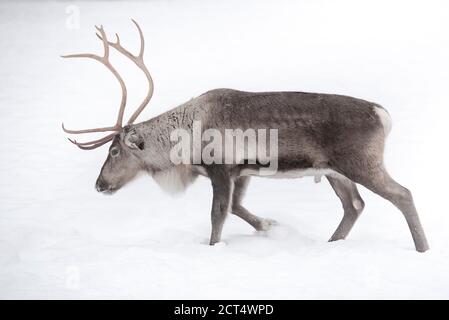 Renne all'allevamento di renne Torassieppi, Lapponia, Finlandia Foto Stock