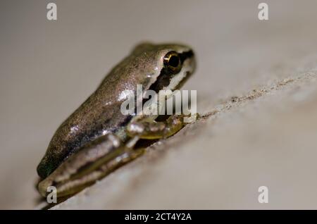 Rana mediterranea di Hyla meridionalis. Il Parco Rurale di Nublo. Tejeda. Gran Canaria. Isole Canarie. Spagna. Foto Stock