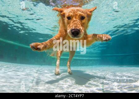 Subacquea divertente foto di labrador Golden Retriever cucciolo in piscina giocare con divertimento - salto, immersione in profondità. Attività, corsi di formazione con animali domestici Foto Stock