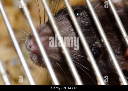 Laboratorio di ratto Rattus norvegicus in gabbia. Gran Canaria. Isole Canarie. Spagna. Foto Stock