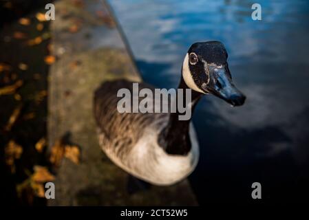 Canada Geese in autunno a Regents Park, uno dei Royal Parks di Londra, Inghilterra Foto Stock