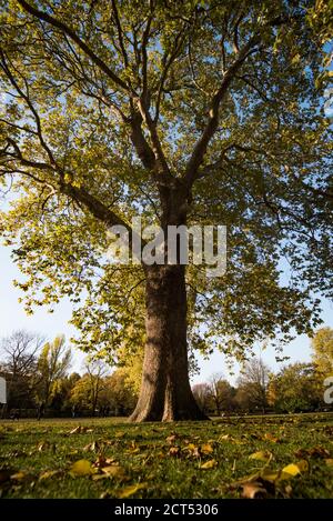 Autunno a Regents Park, uno dei parchi reali di Londra, Inghilterra Foto Stock
