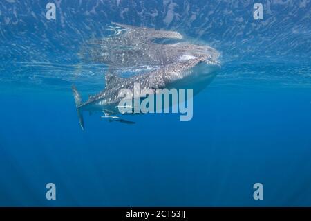 Squalo balena che si nutra in superficie in acque blu limpide Foto Stock