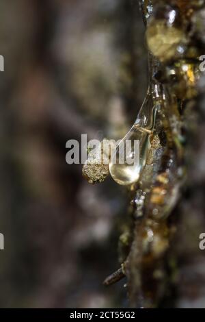 Goccia appiccicosa lucida di una resina che sanguina da un albero ferito di abete rosso, macro. Luce brillante e rifrazione del fascio luminoso. Foto Stock