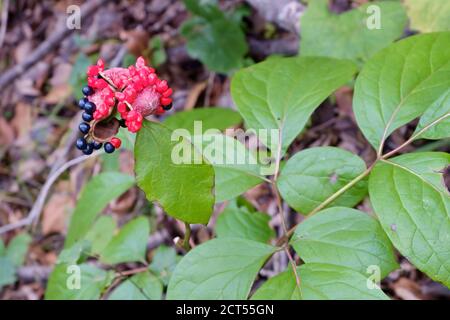 Paeonia obovata. Pony reverse-ovale che cresce selvatico nella foresta dell'Estremo Oriente. Messa a fuoco selettiva. Foto Stock