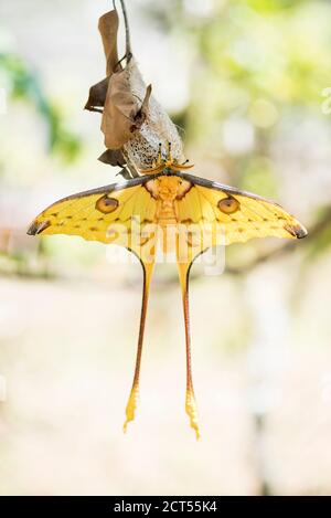 Cometa Moth aka Mocan Moon Moth (Argema mittrei), endemica del Madagascar Foto Stock