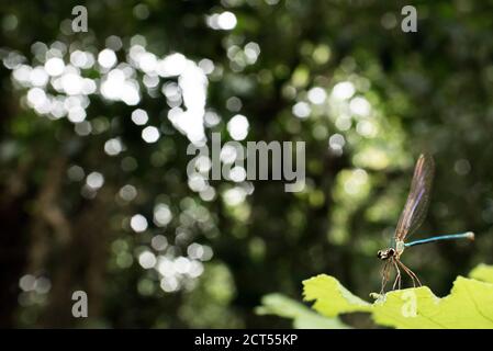 Dragonfly, Riserva Perinet, Parco Nazionale Andasibe-Mantadia, Regione Alaotra-Mangoro, Madagascar Orientale Foto Stock