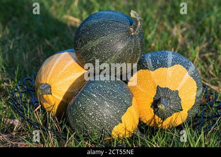 Piccolo decorativo due zucche colorate verde e giallo sull'erba nella calda luce del sole della sera, cadere da vicino sfondo Foto Stock