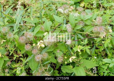 Cespugli di clematis sbiaditi con fiori fantasia e shaggy. Fuoco selettivo. Foto Stock