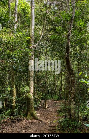 Riserva Perinet, Parco Nazionale Andasibe-Mantadia, Regione Alaotra-Mangoro, Madagascar Orientale Foto Stock