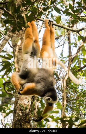 Diademed Sifaka (Propithecus diadema), un grande lemur nella riserva di Perinet, Parco Nazionale Andasibe-Mantadia, Madagascar orientale Foto Stock