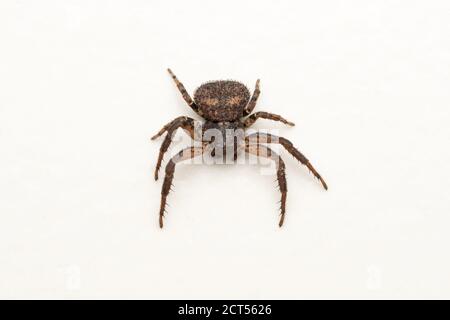 Ragno granchio di terra, cristato di Xysticus, Satara, Maharashtra, India Foto Stock