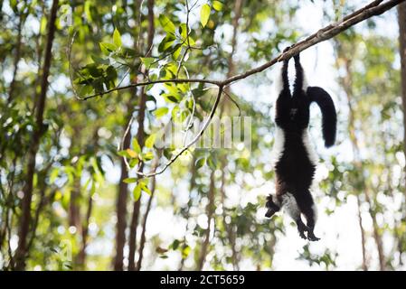 Limone nero e bianco (varecia variegata), endemico del Madagascar, visto sull'isola di Lemur, Andasibe Foto Stock