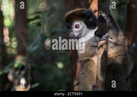 Lago Alaotra lemure di bambù (Hapalemur alaotrensis), Isola di Lemur, Andasibe, Madagascar orientale Foto Stock