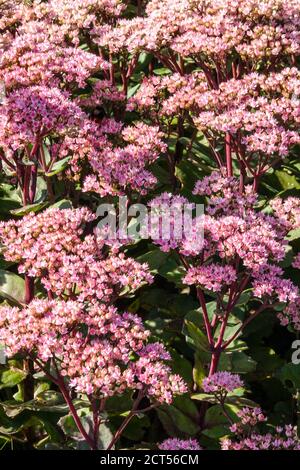 Stonecrop Sedum Matrona fiori perenni duri a letto, piante in fiore Foto Stock