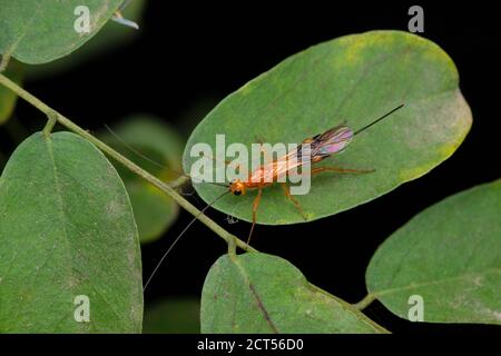 Ichneumonidae wasp, Opheltes galucopterus, Satara, Maharashtra, India Foto Stock