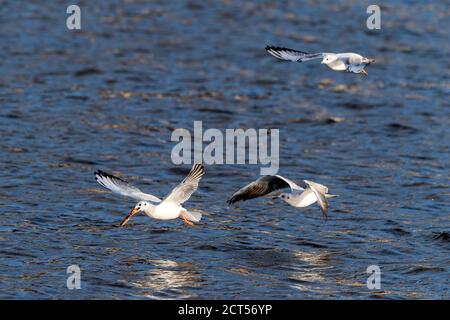 mew gull volare sopra l'acqua con il cibo in becco Foto Stock