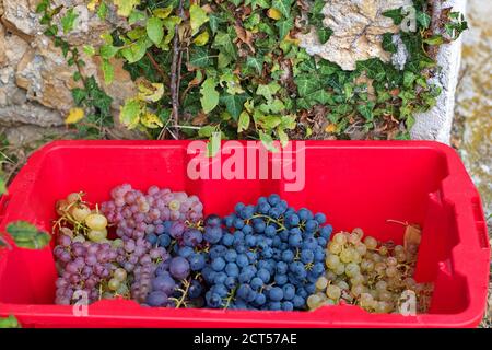 Secchio pieno di uva in vigna Foto Stock