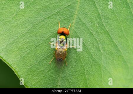 Mosca soldato metallizzato, polita Microchrysa, Satara, Maharashtra, India Foto Stock