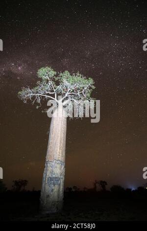 Albero di Baobab sotto le stelle di notte nella foresta spinosa, Ifaty, Madagascar Sud-Ovest, Africa Foto Stock