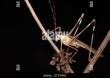 Cricket con cespugli a falce, Phaneroptera nana, India Foto Stock