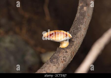 Tacchino coda fungo, Trametes versicolor, Satara, Maharashtra, India Foto Stock