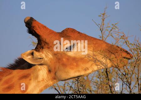 Estremo ravvicinato di giraffe Capo (Giraffa camelopardalis giraffa) testa mangiare acacia Foto Stock