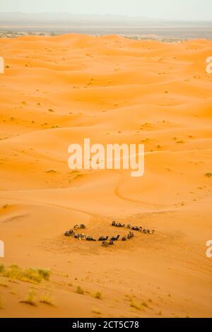 Cammelli riposanti, deserto di Erg Chebbi, deserto del Sahara vicino a Merzouga, Marocco, Africa del Nord, Africa, sfondo con spazio di copia Foto Stock