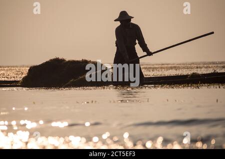 La gente di Intha che raccoglie le erbacce dal lago di Inle, vicino Nyaungshwe, Stato di Shan, Myanmar (Birmania) Foto Stock