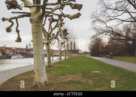 Wurzburg/Germany-3/1/19: Linea di alberi sulla passeggiata Leonhard-Frank lungo il fiume meno a Wurzburg, Germania, nello stato della Baviera. La città è mattina Foto Stock